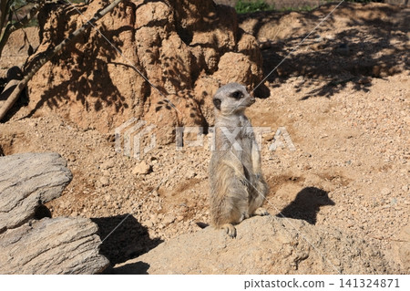 查找Meerkat 141324871