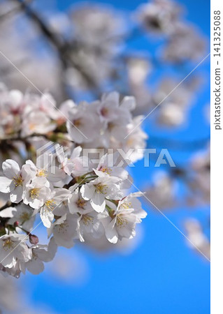 Cherry blossoms in full bloom in the blue sky Cherry blossoms in full bloom in the blue sky 141325088