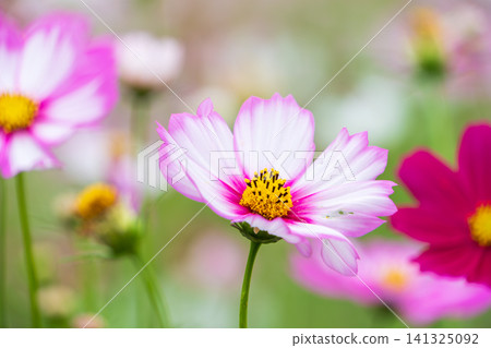 Cosmos flowers, blooming in the autumn sunlight, display a beautiful gradient of pink and white. Cosmos flowers, blooming in the autumn sunlight, display a beautiful gradient of pink and white. 141325092