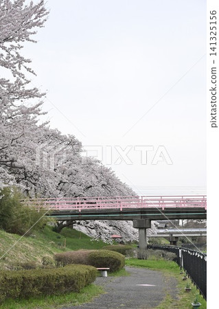 Cherry trees lining Washinoki Promenade (Minami Ward, Niigata City, Niigata Prefecture) Cherry trees lining Washinoki Promenade (Minami Ward, Niigata City, Niigata Prefecture) 141325156