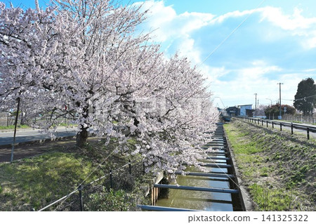 Cherry trees blooming along the Sugobori moat (Konan Ward, Niigata City, Niigata Prefecture) Cherry trees blooming along the Sugobori moat (Konan Ward, Niigata City, Niigata Prefecture) 141325322