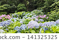 Hydrangea has bloomed 141325325
