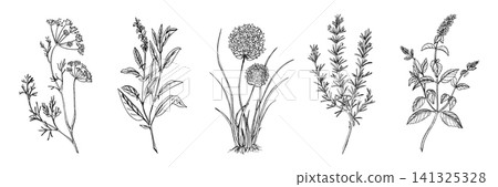 Hand Drawn Culinary and Medicinal Herb Branches with Flowers in Vintage Black Botanical Line Art. Sage, Rosemary, Mint, Chives or Garlic, Dill plants. Vector illustration of spicy ingredients isolated Hand Drawn Culinary and Medicinal Herb Branches with Flowers in Vintage Black Botanical Line Art. Sage, Rosemary, Mint, Chives or Garlic, Dill plants. Vector illustration of spicy ingredients isolated 141325328