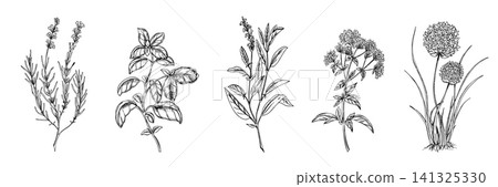 Culinary Herbs set. Basil, Sage, Oregano, Lavender, Chives, Garlic plants with leaves and flowers. Hand drawn Vector illustration of spicy ingredients isolated on a background. For label, product Culinary Herbs set. Basil, Sage, Oregano, Lavender, Chives, Garlic plants with leaves and flowers. Hand drawn Vector illustration of spicy ingredients isolated on a background. For label, product 141325330