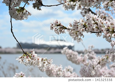 Cherry blossoms at Toyano Lagoon and Big Swan Stadium (Chuo Ward, Niigata City, Niigata Prefecture) Cherry blossoms at Toyano Lagoon and Big Swan Stadium (Chuo Ward, Niigata City, Niigata Prefecture) 141325338