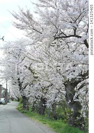 Cherry blossoms blooming at Toyano Lagoon in spring (Chuo Ward, Niigata City, Niigata Prefecture) Cherry blossoms blooming at Toyano Lagoon in spring (Chuo Ward, Niigata City, Niigata Prefecture) 141325405