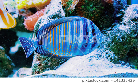 Exotic tropical travel resort asset featuring underwater reef fish profile Exotic tropical travel resort asset featuring underwater reef fish profile 141325429