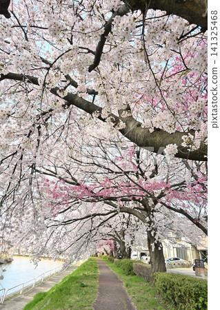 Cherry blossom trees in Tōmei Sakura Park (Kōnan Ward, Niigata City, Niigata Prefecture) Cherry blossom trees in Tōmei Sakura Park (Kōnan Ward, Niigata City, Niigata Prefecture) 141325468