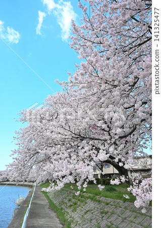 東名櫻花公園(新潟縣新潟市港南區)的櫻花樹 東名櫻花公園(新潟縣新潟市港南區)的櫻花樹 141325477