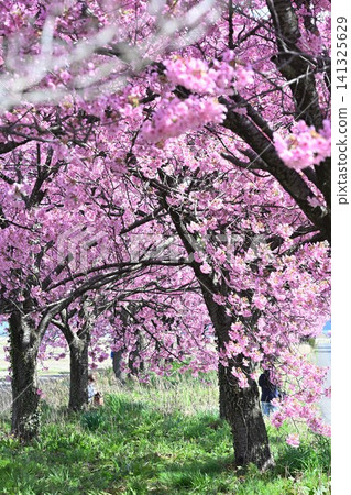 My Road, a road where cherry blossoms dance in the sunlight (Niitsu, Akiha Ward, Niigata City, Niigata Prefecture) 141325629