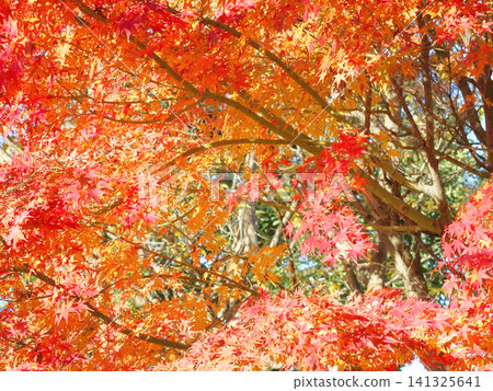 Maple leaves turning bright red Maple leaves turning bright red 141325641