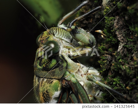 Minmin cicada perched on a cherry tree Minmin cicada perched on a cherry tree 141325645