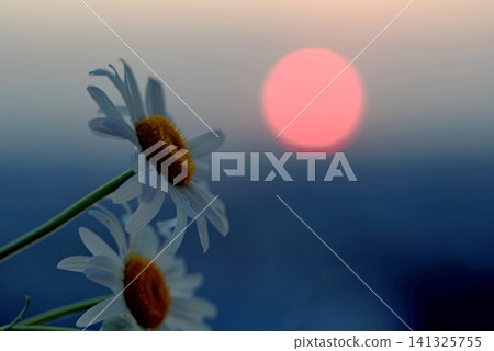 Background with daisies at sunset, red sun Background with daisies at sunset, red sun 141325755