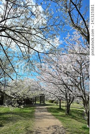 大江山公園的櫻花(新潟縣新潟市港南區) 大江山公園的櫻花(新潟縣新潟市港南區) 141325881