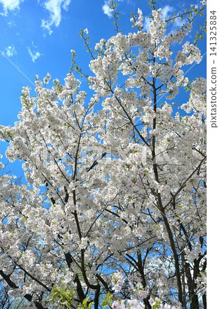 Cherry blossoms at Oeyama Park (Konan Ward, Niigata City, Niigata Prefecture) Cherry blossoms at Oeyama Park (Konan Ward, Niigata City, Niigata Prefecture) 141325884
