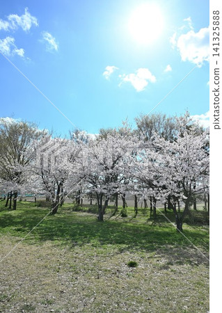 大江山公園的櫻花（新潟縣新潟市港南區） 141325888