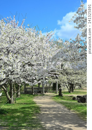 大江山公園的櫻花（新潟縣新潟市港南區） 141325891