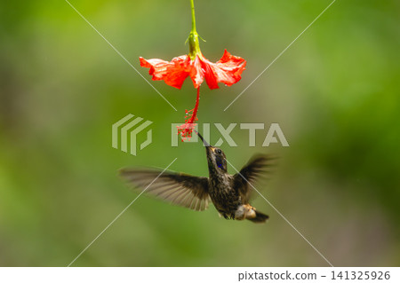 Brown violetear hovers feeding on red flower Brown violetear hovers feeding on red flower 141325926