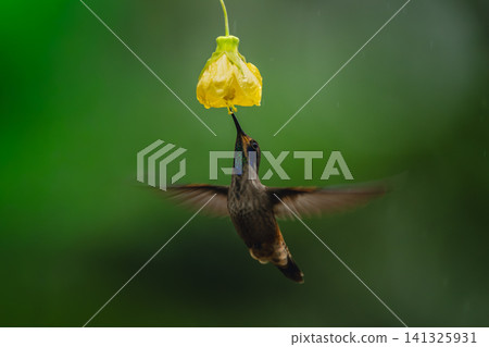 Brown violetear spreads wings under yellow flower 141325931