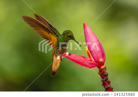 Buff-tailed coronet perches lifting wings on flower Buff-tailed coronet perches lifting wings on flower 141325980