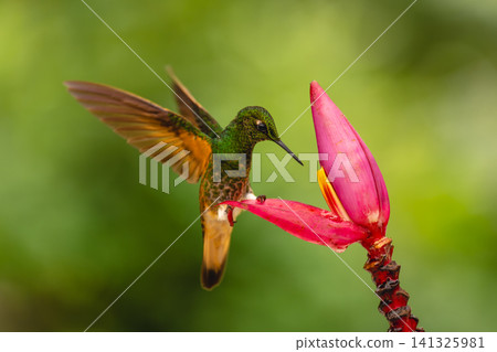 Buff-tailed coronet perches on flower lifting wings 141325981