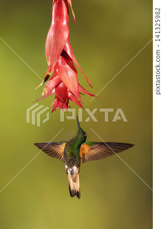 Buff-tailed coronet spreads wings below red flower Buff-tailed coronet spreads wings below red flower 141325982