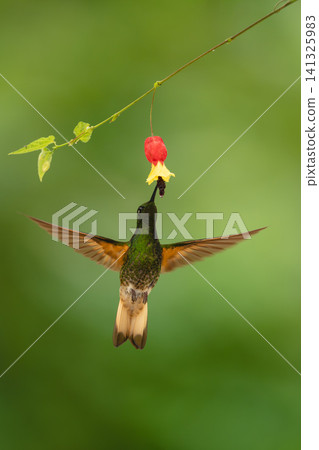 Buff-tailed coronet spreads wings beneath flower drinking 141325983