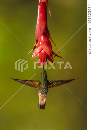 Buff-tailed coronet spreads wings beneath red flower Buff-tailed coronet spreads wings beneath red flower 141325984