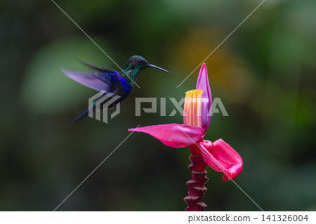 Crowned woodnymph hovers over pink banana flower 141326004