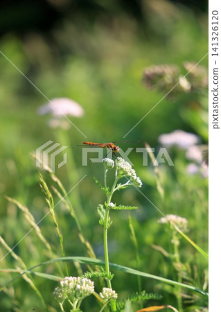 蜻蜓休息的翅膀 蜻蜓休息的翅膀 141326120