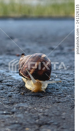 Macro shot of a snail moving across rough surface. Concept of patience, slow progress and persistence with shallow depth of field and soft background. Macro shot of a snail moving across rough surface. Concept of patience, slow progress and persistence with shallow depth of field and soft background. 141326135