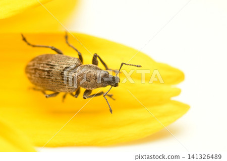 Southern gray weevil 141326489