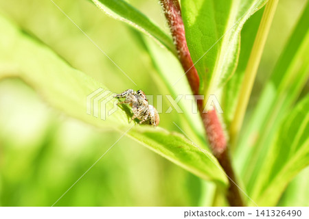 A jumping spider sits on a plant leaf. A jumping spider sits on a plant leaf. 141326490