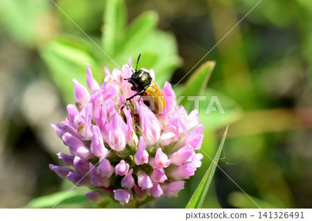 The beetle, the long-armed large-jawed beetle, sits on a clover flower. The beetle, the long-armed large-jawed beetle, sits on a clover flower. 141326491