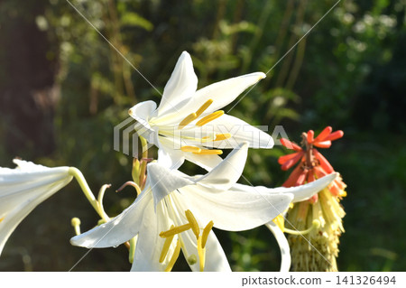 Snow-white lily or Madonna lily. Snow-white lily or Madonna lily. 141326494