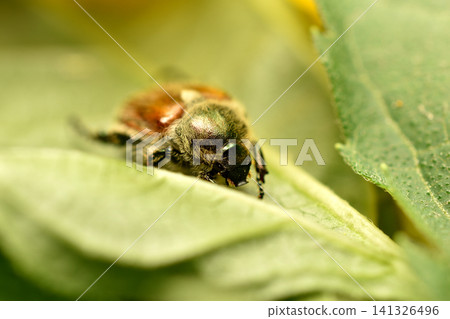 Grain beetle on a green leaf. Grain beetle on a green leaf. 141326496