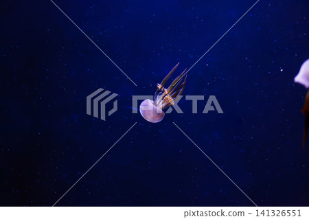 underwater photos of jellyfish Rhopilema esculentum, Flame jellyfish underwater photos of jellyfish Rhopilema esculentum, Flame jellyfish 141326551