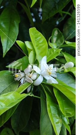 Close-up of white citrus flowers blooming among vibrant green leaves on a citrus tree, showcasing delicate petals and budding fruit in a natural setting Close-up of white citrus flowers blooming among vibrant green leaves on a citrus tree, showcasing delicate petals and budding fruit in a natural setting 141326599