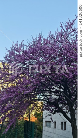 Blooming purple flowering tree against a clear blue sky with a modern building partially visible in the background, showcasing vibrant spring foliage 141326600