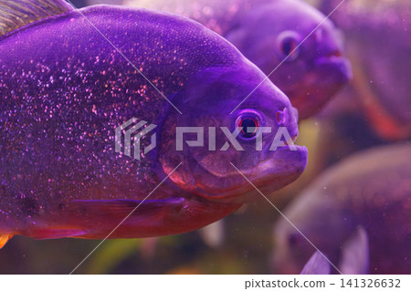 underwater photography of fish Pygocentrus nattereri underwater photography of fish Pygocentrus nattereri 141326632