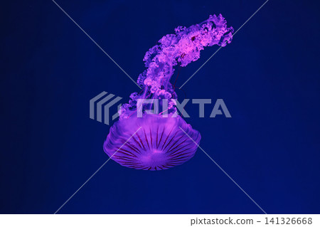 underwater shooting of beautiful Chrysaora hysoscella underwater shooting of beautiful Chrysaora hysoscella 141326668