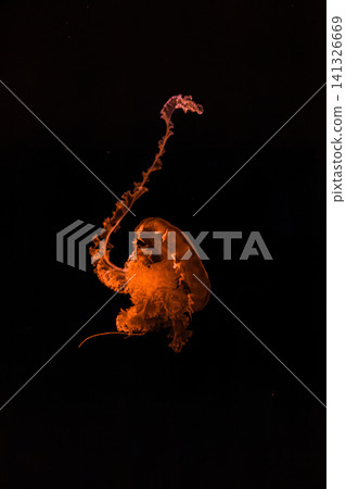 underwater photography of beautiful purple striped jellyfish Chrysaora colorata 141326669