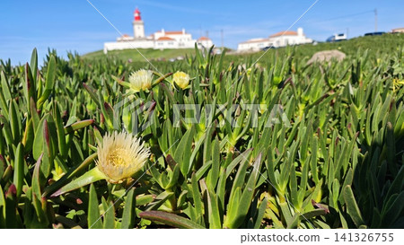 Close-up view of yellow flowering plants in green foliage with a coastal lighthouse and white buildings in the background under a clear blue sky Close-up view of yellow flowering plants in green foliage with a coastal lighthouse and white buildings in the background under a clear blue sky 141326755