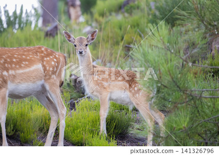 Young deer stands next to an adult deer in a green forest setting during the day Young deer stands next to an adult deer in a green forest setting during the day 141326796
