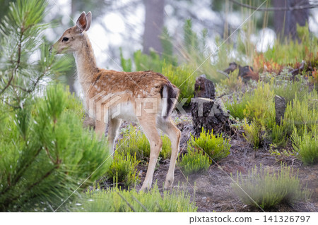 Young deer stands among green plants in a forest setting during the day Young deer stands among green plants in a forest setting during the day 141326797