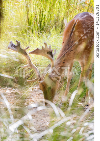 Deer browsing on grass in a forest during mid-morning Deer browsing on grass in a forest during mid-morning 141326801