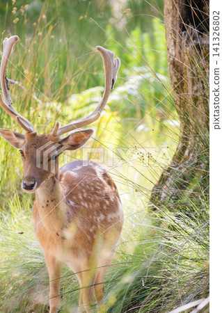 Deer standing in tall grass near a tree in a forest during daytime Deer standing in tall grass near a tree in a forest during daytime 141326802