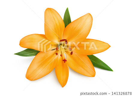 orange lily flower isolated on white background. Top view. Flat lay orange lily flower isolated on white background. Top view. Flat lay 141326878