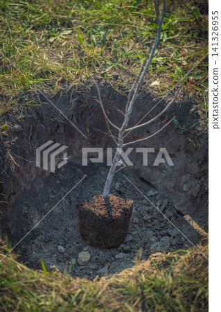 planting new trees with gardening tools in green park planting new trees with gardening tools in green park 141326955