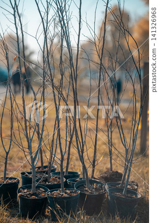 reforestation set of young trees trunks in pots reforestation set of young trees trunks in pots 141326968